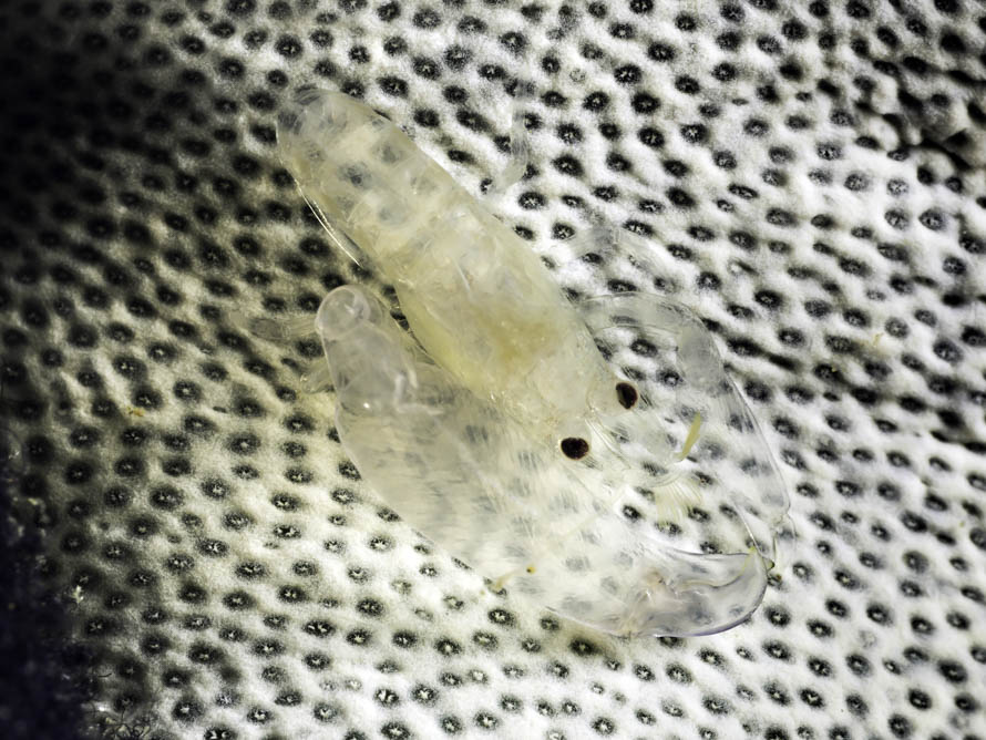 Periclimenaeus colodactylus 